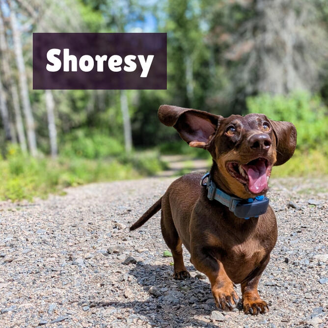 Shoresy Shoresy is a brown and tan standard dachshund. He is running with his tongue out, ears in the wind, through a forest.