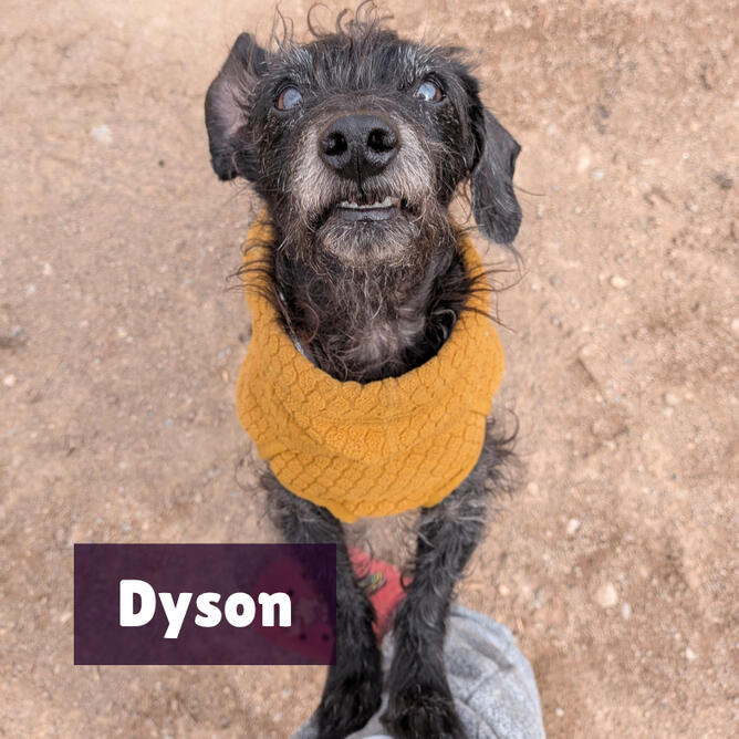 Dyson Dyson is a small black & gray, scruffy mini dachshund x toy poodle. He is wearing a mustard yellow sweater, standing on his back legs with his front paws on my leg.