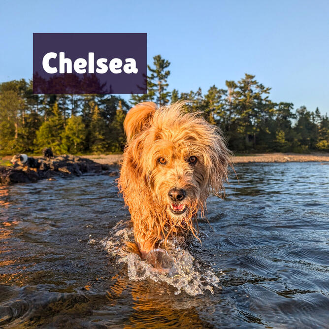 Chelsea Chelsea is a blonde, scruffy Golden Retriever x Mini Poodle. She is walking towards the camera through the water. Behind her is the shore of Lake Superior as the sun sets.