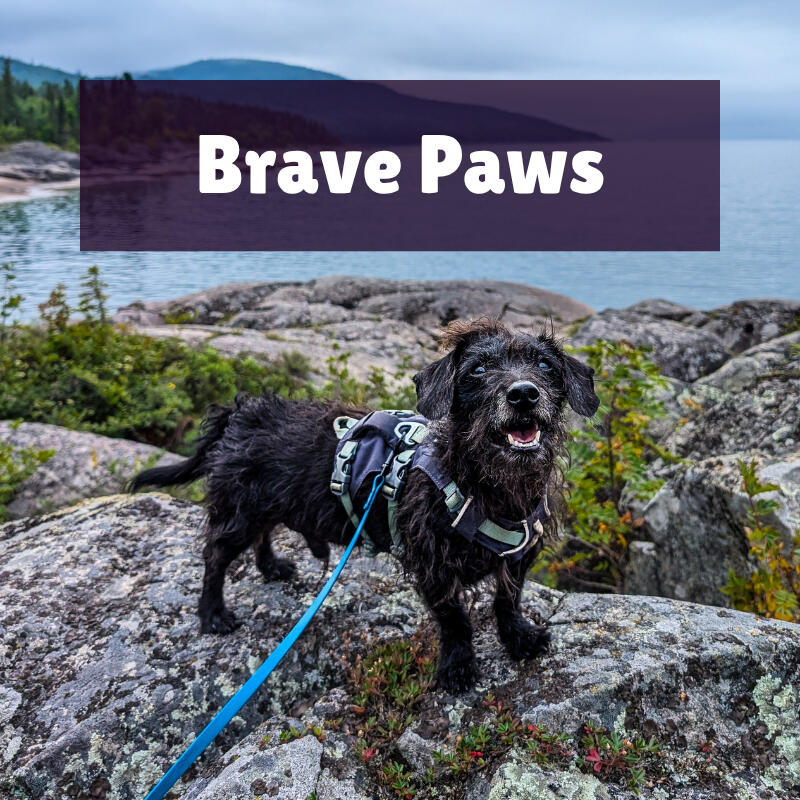 Brave Paws Brave Paws text on top of a photo of a black, scruffy dachshund x toy poodle standing on the rocky shore of Lake Superior at Neys Provincial Park.