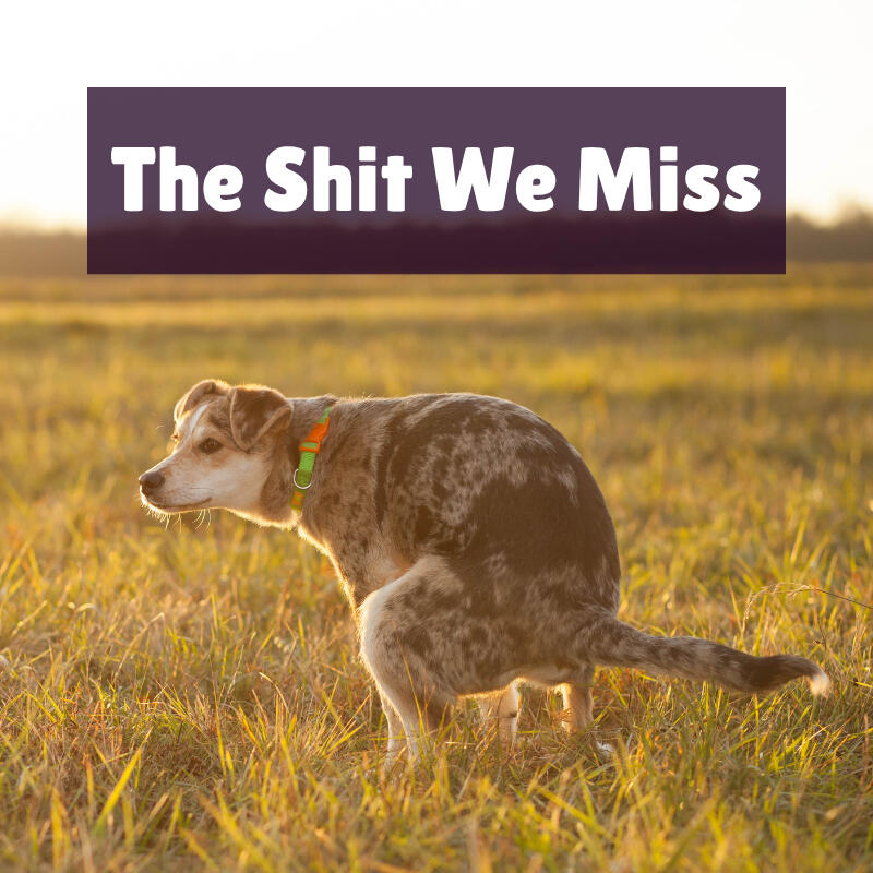 The Shit We Miss The Shit We Miss Text on top of a photo of a medium sized, short haired, merle dog pooping in a grassy field.