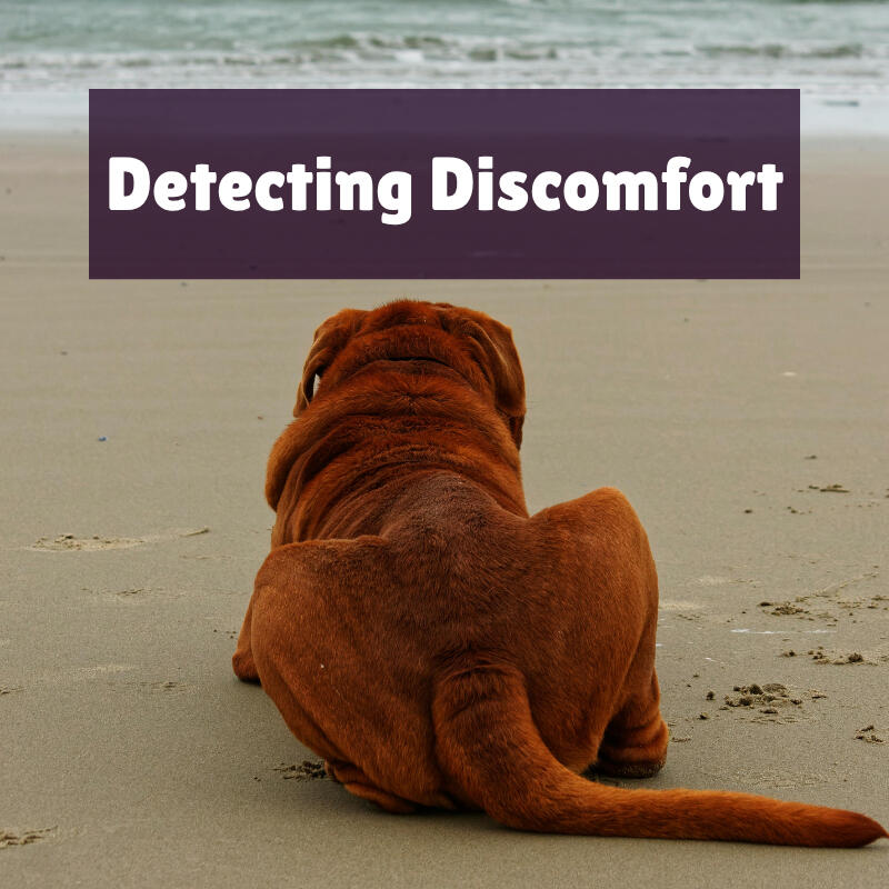 Detecting Discomfort Detecting Discomfort text on top of a photo of a large, red, shorthaired dog laying on the sandy shore.
